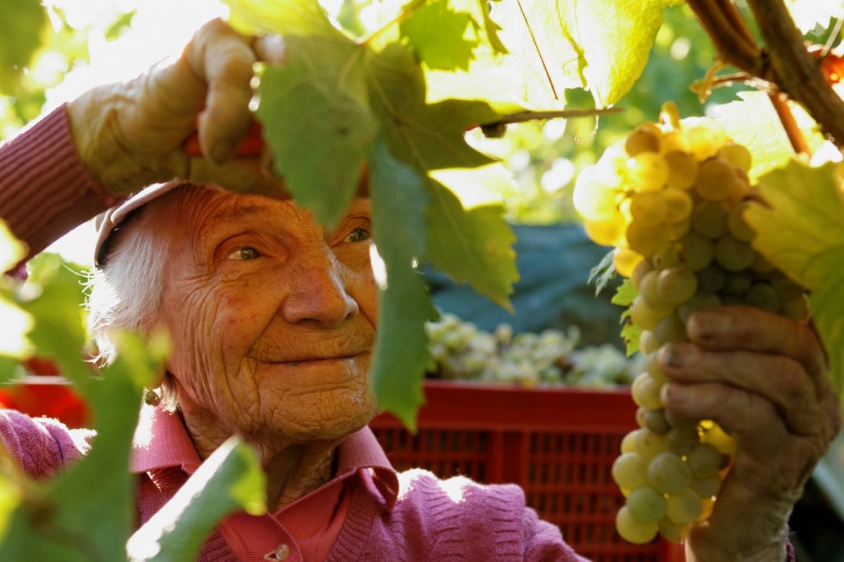 Sì di Bruxelles al Pignoletto: nasce la Dop Emilia-Romagna